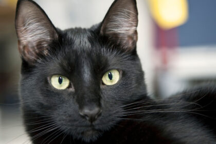 ziua pisicilor negre marti la muzeul antipa targ de adoptii si ateliere de povesti 68fc5aa390229
