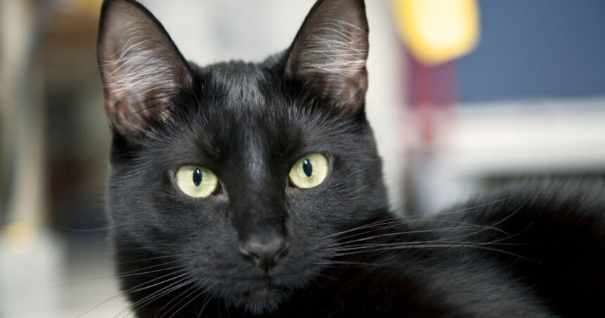 Ziua Pisicilor Negre, marți, la Muzeul „Antipa”: Târg de adopții și ateliere de povești 1 ziua pisicilor negre marti la muzeul antipa targ de adoptii si ateliere de povesti 68fc5aa390229