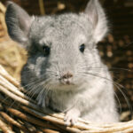 aur vrea anularea legii care interzice fermele de sinsile si nurci ucise pentru blana majoritatea detinute de companii straine 692ac7c954894