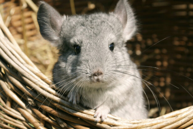 aur vrea anularea legii care interzice fermele de sinsile si nurci ucise pentru blana majoritatea detinute de companii straine 692ac7c954894