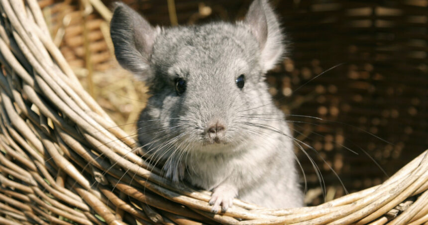 aur vrea anularea legii care interzice fermele de sinsile si nurci ucise pentru blana majoritatea detinute de companii straine 692ac7c954894