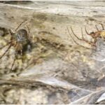 cea mai mare panza de paianjen din lume a fost gasita intr o pestera europeana 690f5de0175e2