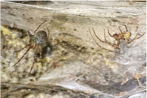 cea mai mare panza de paianjen din lume a fost gasita intr o pestera europeana 690f5de0175e2