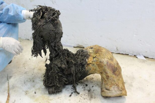 cea mai veche molecula de arn din lume a fost extrasa de la un mamut lanos 691dde6973af8