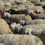 cioban arestat dupa ce turma sa a distrus o cultura pagube de zeci de mii de lei 690f58b960a83