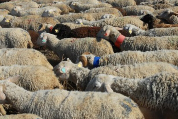 cioban arestat dupa ce turma sa a distrus o cultura pagube de zeci de mii de lei 690f58b960a83