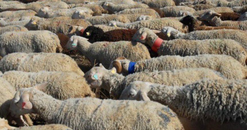 cioban arestat dupa ce turma sa a distrus o cultura pagube de zeci de mii de lei 690f58b960a83