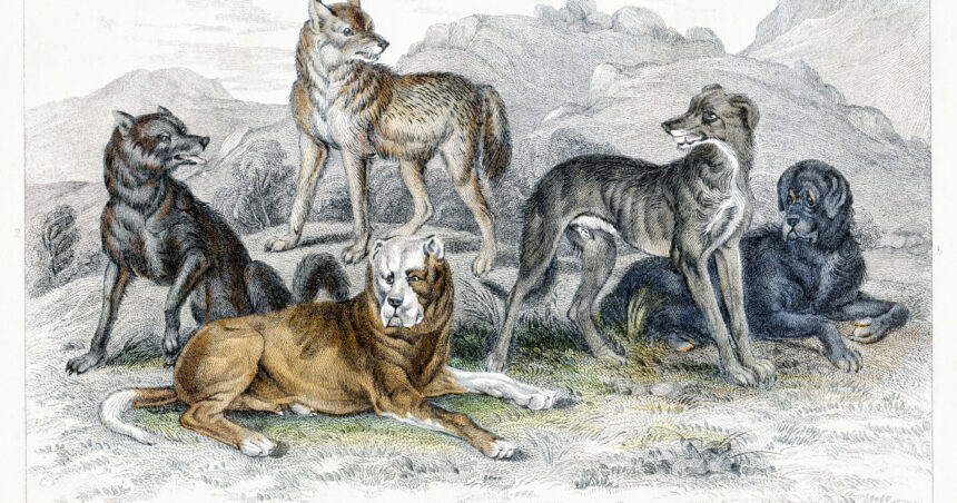 diversitatea cainilor mult mai veche decat se credea un studiu arata variatii in forme si dimensiuni inca de acum 11 000 de ani 6919ec13bb36f