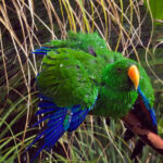 fenomen inedit locul in care papagalii au devenit parte din ecosistemul urban 69247d1b3d85d