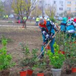 foto o zona mai verde noi arbori si arbusti ornamentali au fost plantati in cartierul inel ii din constanta 6929926fbbc96