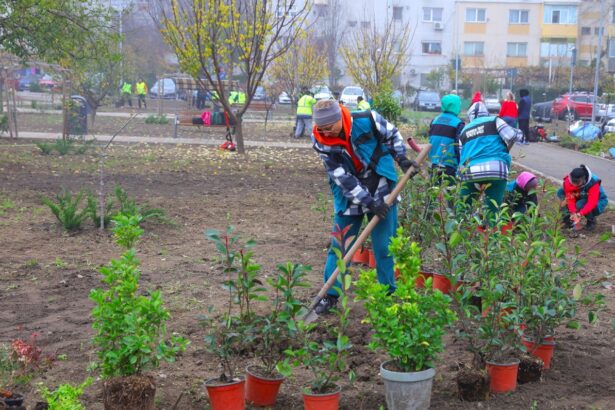 foto o zona mai verde noi arbori si arbusti ornamentali au fost plantati in cartierul inel ii din constanta 6929926fbbc96