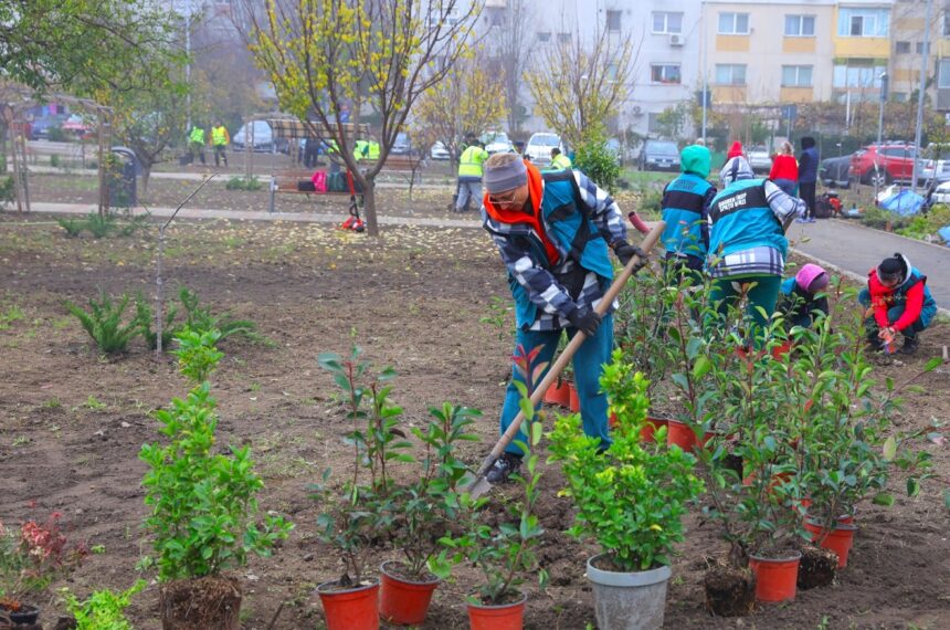 foto o zona mai verde noi arbori si arbusti ornamentali au fost plantati in cartierul inel ii din constanta 6929926fbbc96