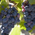 franta va cheltui 130 de milioane de euro pentru defrisarea plantatiilor de vita de vie pe fondul supraproductiei de vin 6925bc58c277b