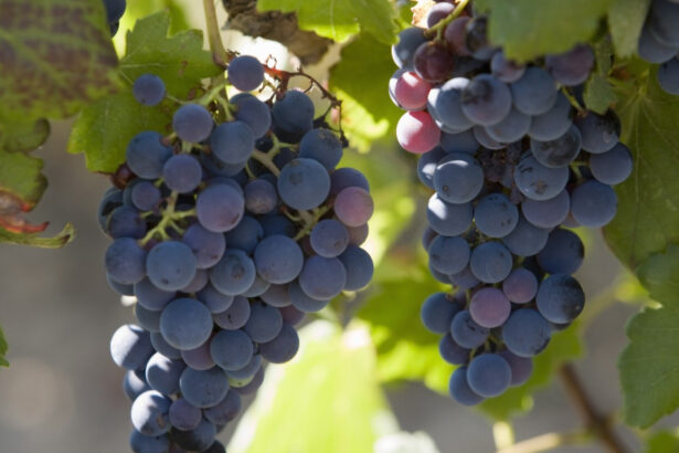 franta va cheltui 130 de milioane de euro pentru defrisarea plantatiilor de vita de vie pe fondul supraproductiei de vin 6925bc58c277b