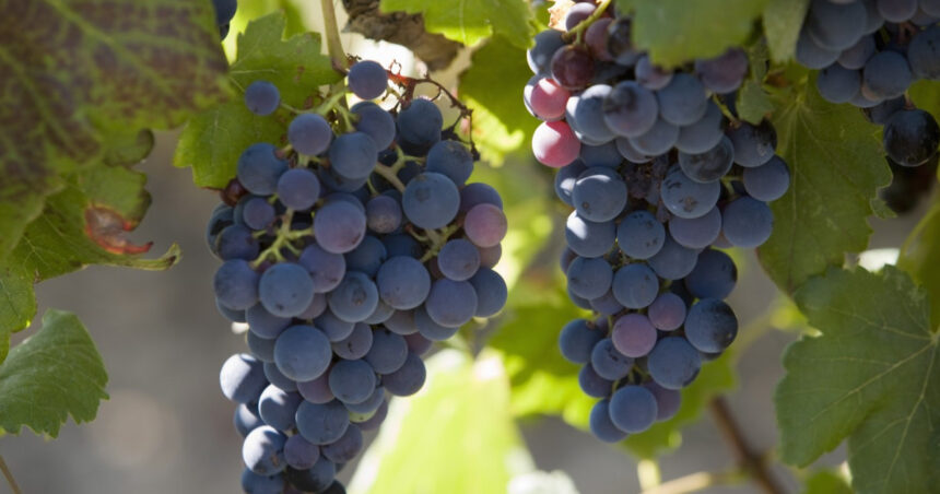 franta va cheltui 130 de milioane de euro pentru defrisarea plantatiilor de vita de vie pe fondul supraproductiei de vin 6925bc58c277b