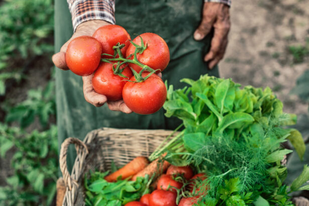 ministerul agriculturii a finalizat platile catre producatorii din sere si solarii 300 de milioane de lei pentru legumele romanesti 6926cc3ee6056