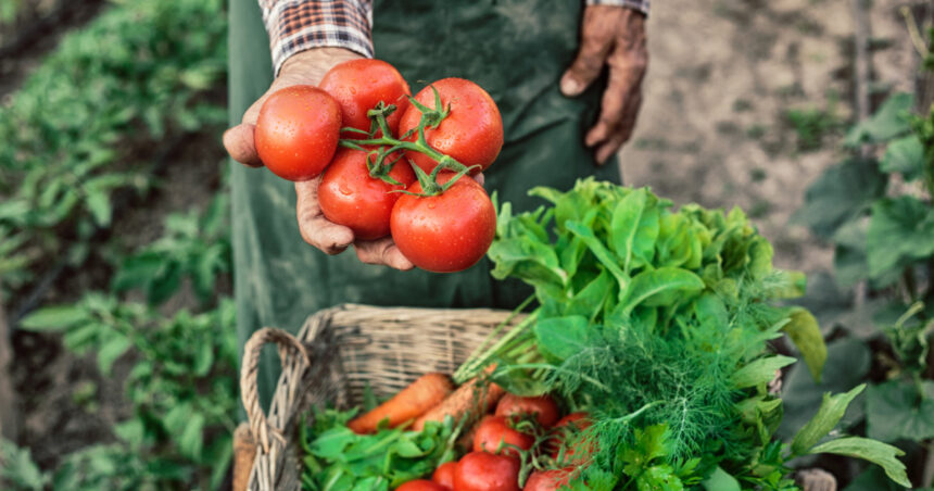 ministerul agriculturii a finalizat platile catre producatorii din sere si solarii 300 de milioane de lei pentru legumele romanesti 6926cc3ee6056