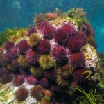 o descoperire socanta dezvaluie ca aricii de mare sunt practic doar creier 692096997a0ad