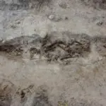 o femeie din epoca vikingilor ingropata alaturi de cainele ei intr un mormant barca 691bda35a4f6c