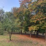 o singura oferta pentru extinderea sistemului de irigatii din parcul tabacarie cu aproape 6 milioane de lei 691bb8d5e2c5a