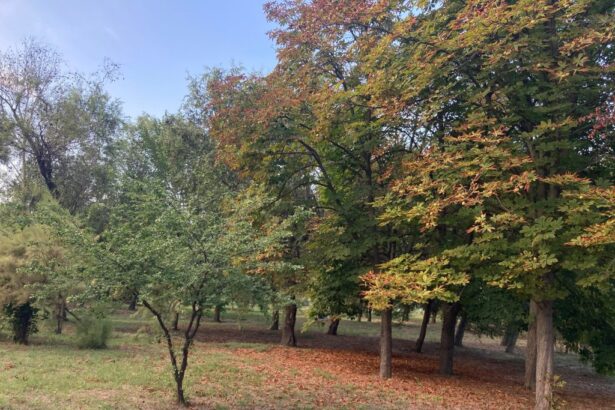 o singura oferta pentru extinderea sistemului de irigatii din parcul tabacarie cu aproape 6 milioane de lei 691bb8d5e2c5a