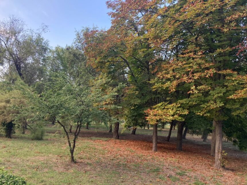 o singura oferta pentru extinderea sistemului de irigatii din parcul tabacarie cu aproape 6 milioane de lei 691bb8d5e2c5a