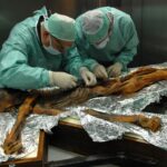 otzi omul din gheata ce au descoperit cercetatorii in corpul unei mumii vechi de 5 300 de ani 691dde7db0541