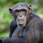 pana si cimpanzeii isi pot schimba parerea daca le arati dovezi 6907910f6c621