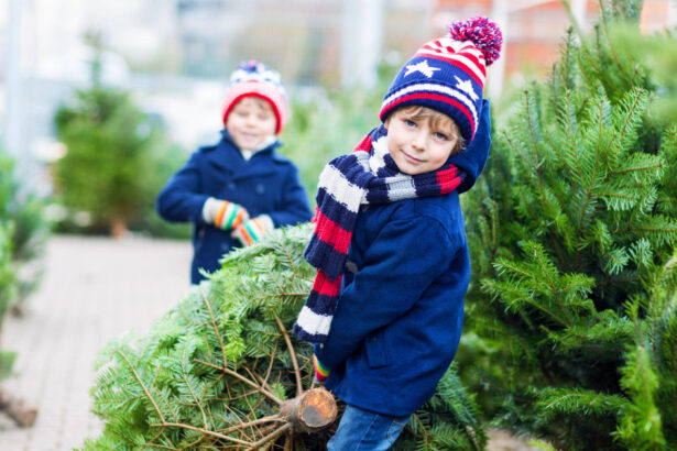 romsilva scoate la vanzare 16 000 de pomi de craciun care sunt preturile pentru achizitia directa de la ocoalele silvice 692830d38ecdd