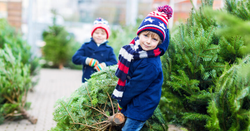 romsilva scoate la vanzare 16 000 de pomi de craciun care sunt preturile pentru achizitia directa de la ocoalele silvice 692830d38ecdd