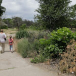 taierea ilegala de arbori din spatiile verzi urbane se va pedepsi cu inchisoarea proiect initiat de ministerul mediului 692362616ff81