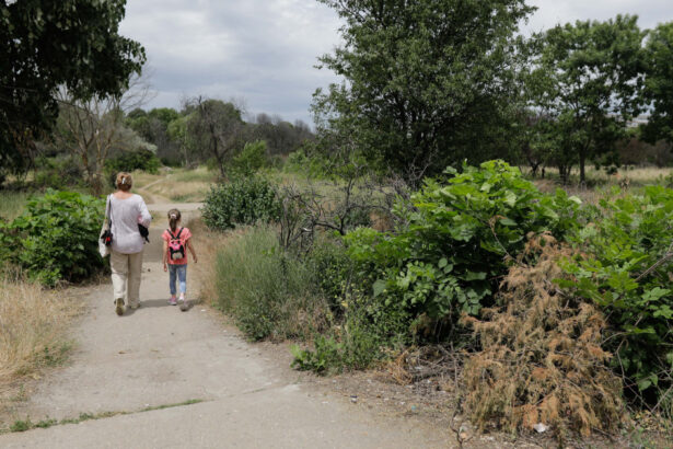 taierea ilegala de arbori din spatiile verzi urbane se va pedepsi cu inchisoarea proiect initiat de ministerul mediului 692362616ff81
