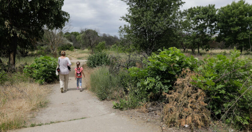 taierea ilegala de arbori din spatiile verzi urbane se va pedepsi cu inchisoarea proiect initiat de ministerul mediului 692362616ff81