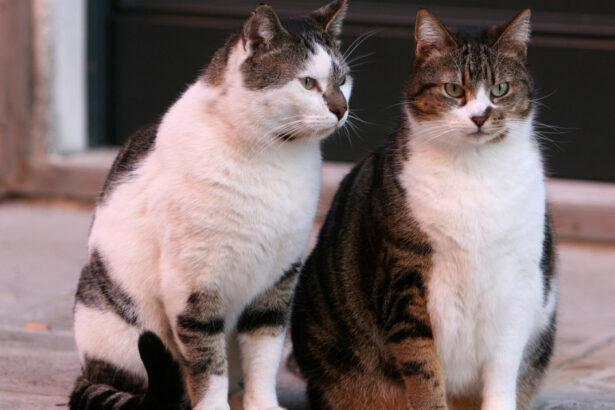 un barbat din constanta a fost retinut dupa ce ar fi ucis o pisica o femeie a gasit felina si a sunat la 112 691e0753aaa41