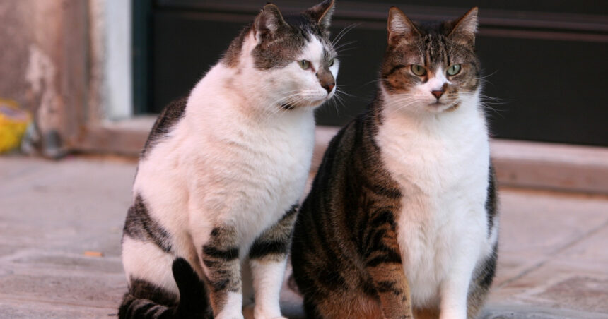 un barbat din constanta a fost retinut dupa ce ar fi ucis o pisica o femeie a gasit felina si a sunat la 112 691e0753aaa41