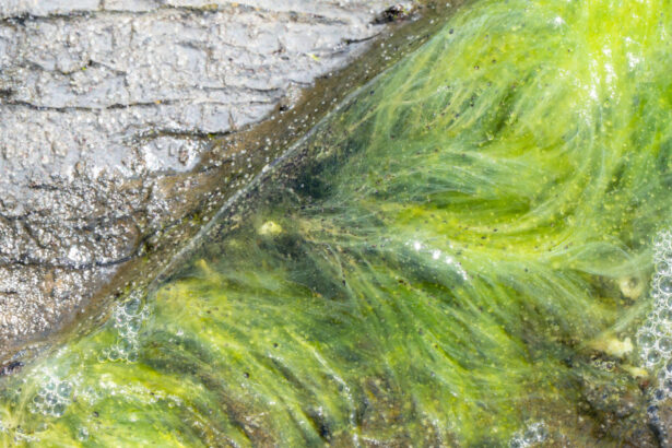 viata pe pamant a inceput mai devreme decat se credea noile dovezi descoperite de cercetatori in africa de sud 692c95de0ac3c