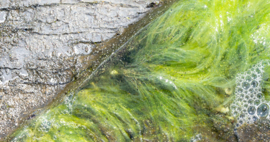 viata pe pamant a inceput mai devreme decat se credea noile dovezi descoperite de cercetatori in africa de sud 692c95de0ac3c