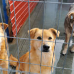 video eutanasierea cainilor sanatosi ar putea fi interzisa noi propuneri legislative pentru protectia animalelor 6924780e42ebc