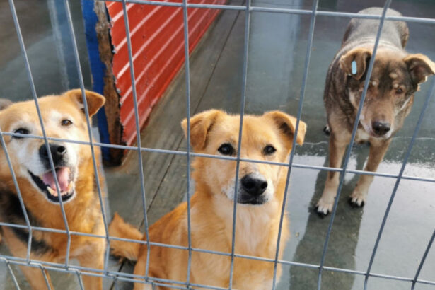 video eutanasierea cainilor sanatosi ar putea fi interzisa noi propuneri legislative pentru protectia animalelor 6924780e42ebc