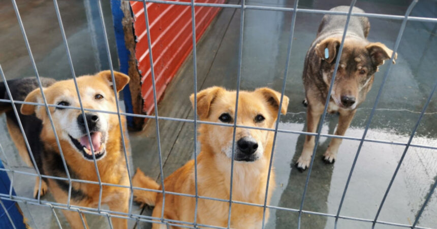 video eutanasierea cainilor sanatosi ar putea fi interzisa noi propuneri legislative pentru protectia animalelor 6924780e42ebc