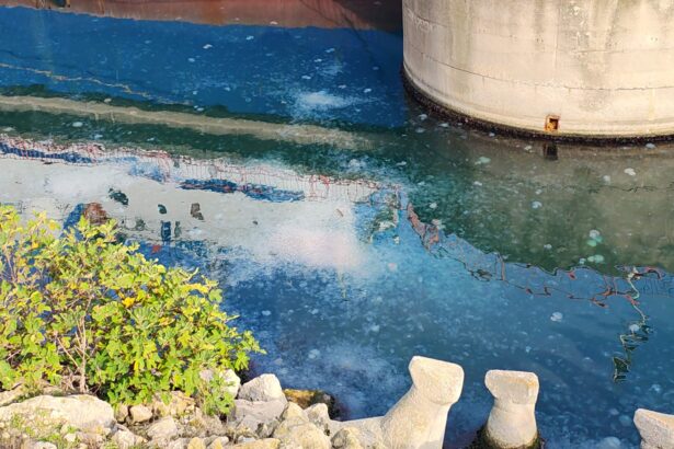 video fenomen neobisnuit in marea neagra puzderie de meduze explicatia specialistului adrian bilba 6914717e8b118