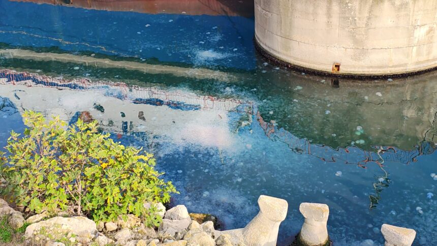 video fenomen neobisnuit in marea neagra puzderie de meduze explicatia specialistului adrian bilba 6914717e8b118