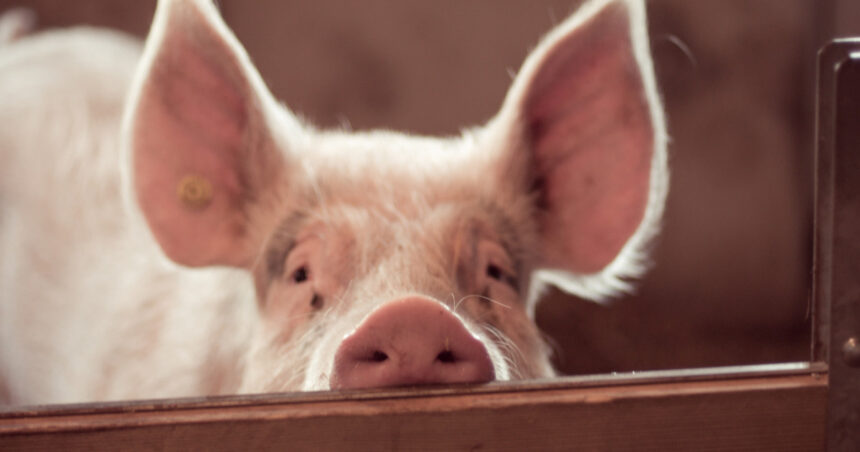 video focar de pesta porcina in judetul buzau fermieri disperati de teama ceilalti localnici au inceput sa si taie porcii pentru craciun 6919f6ca708d6