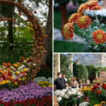 video gradina botanica din romania unde carmen simona sau andra sunt soiuri de crizanteme colectia numara peste 450 de tipuri 691187ee2905b