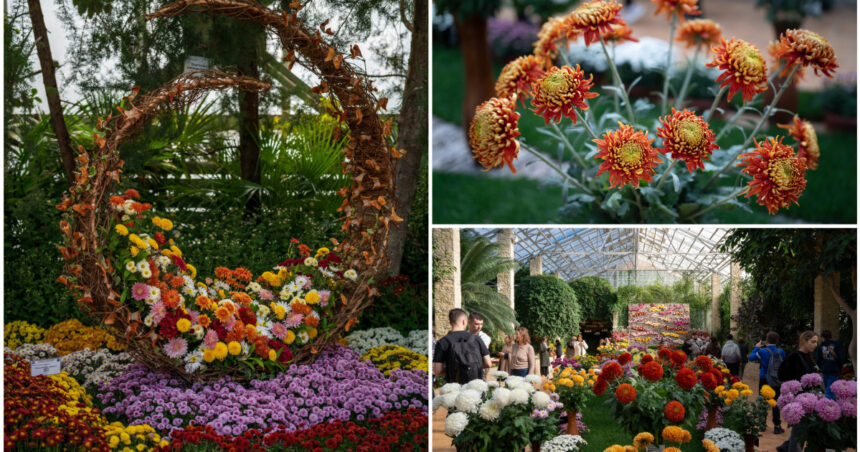 video gradina botanica din romania unde carmen simona sau andra sunt soiuri de crizanteme colectia numara peste 450 de tipuri 691187ee2905b