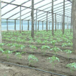 video guvernul introduce impozitul pe sere si solarii scumpiri in piete din ianuarie ce spun fermierii 6925d0998219b