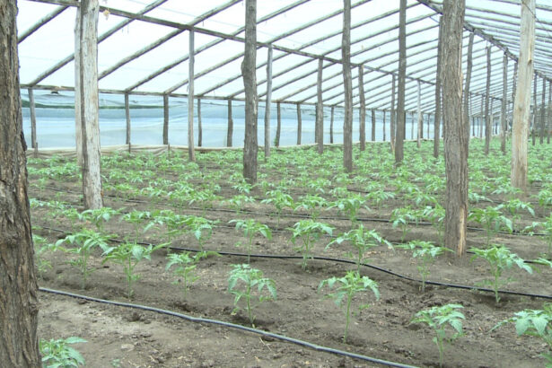 video guvernul introduce impozitul pe sere si solarii scumpiri in piete din ianuarie ce spun fermierii 6925d0998219b