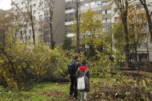 video lucian judele taierile ilegale din zona parcului ior par intamplari desprinse dintr un film cu mafia din anii 60 70 6925fdfbd1045