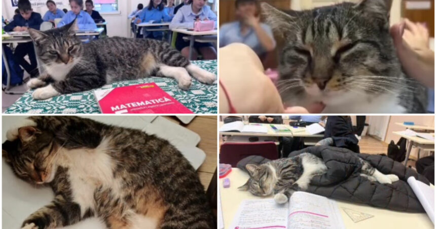 video motanul devenit vedeta intr un liceu din romania misu participa la cursuri si se bucura de atentia tuturor este mascota scolii 691567234a8e8