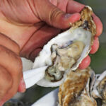 video romania are prima ferma de stridii din marea neagra cum arata productia dupa un an de experimente 69083815a2e8b